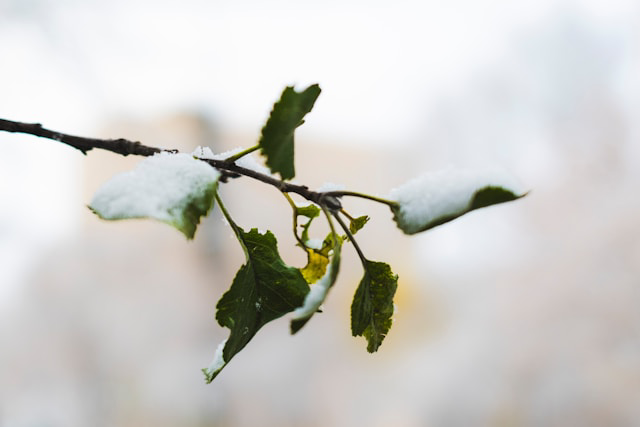 tree branch with green leaves covered in snow