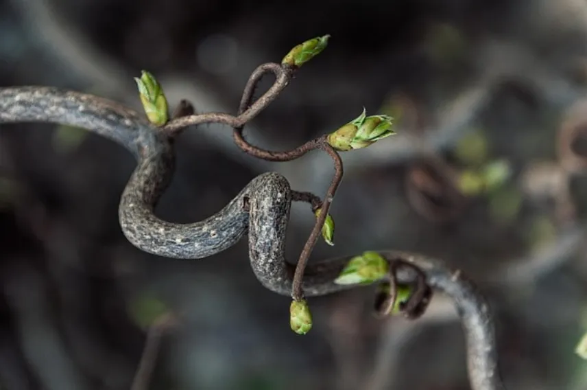 branch