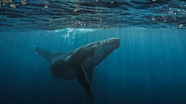 young humpback whale