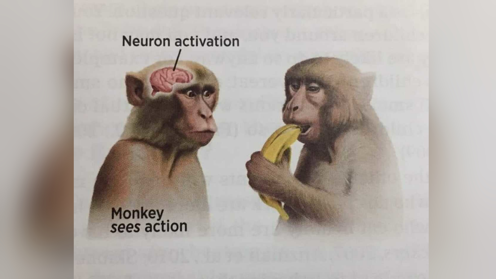 monkey sees action neuron activation