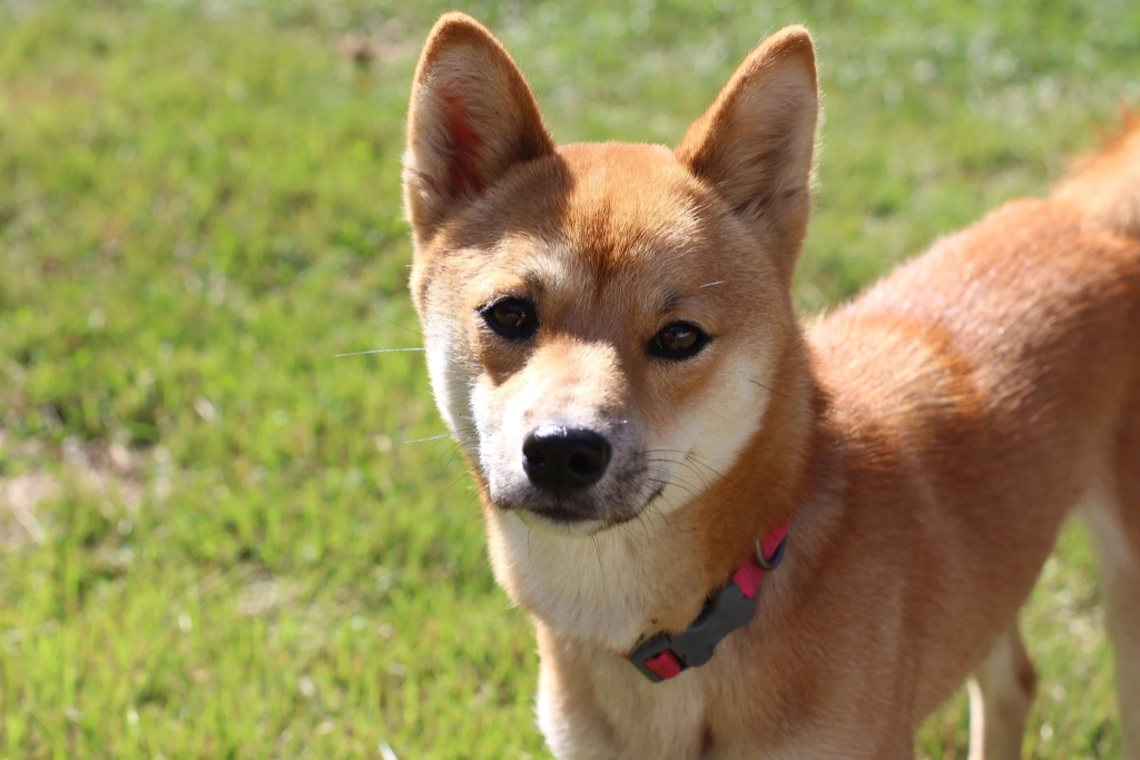ryoshi shiba inu