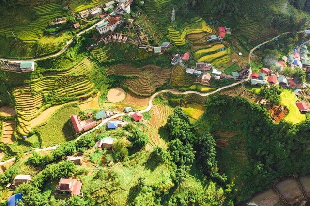aerial view rice fields vietnam