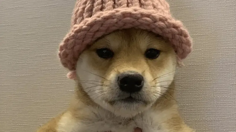 Source: The Block Purported owner of dog from dogwifhat memecoin selling iconic photo as NFT | The Block